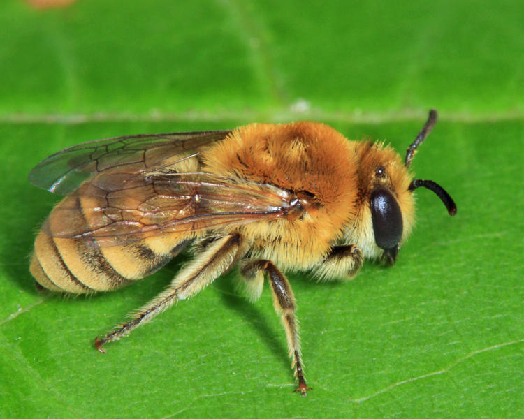 Goldenrod Cellophane Bee - Colletes solidaginis
