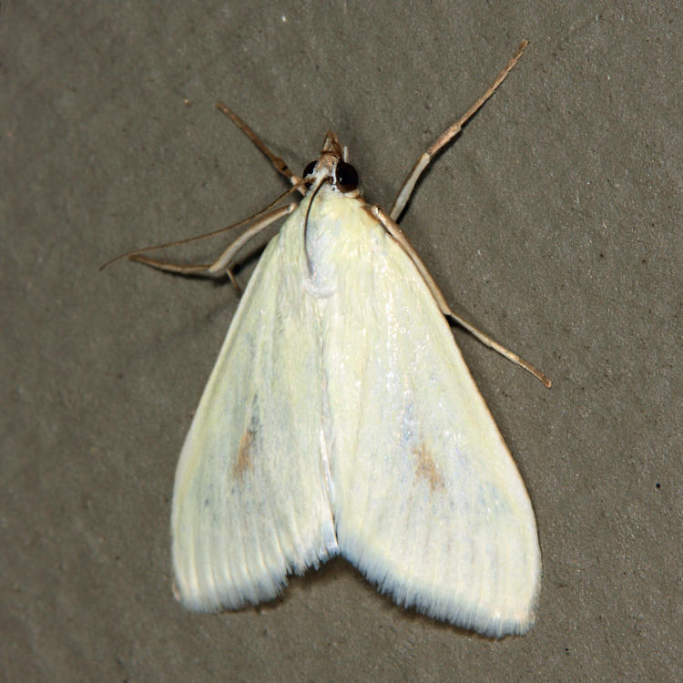 4986.1 - Greenish-Yellow Sitochroa - Sitochroa palealis