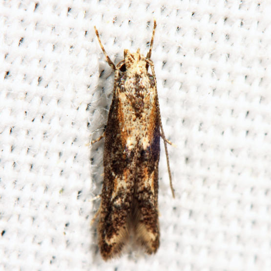 1461.1 - Apple Pith Moth - Blastodacna atra