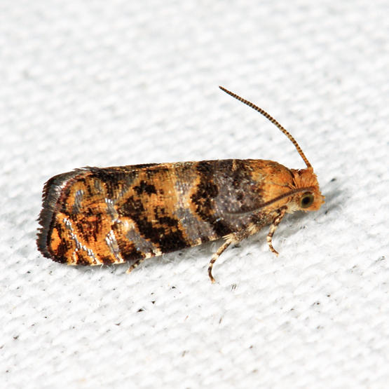 2720 - Paralobesia palliolana