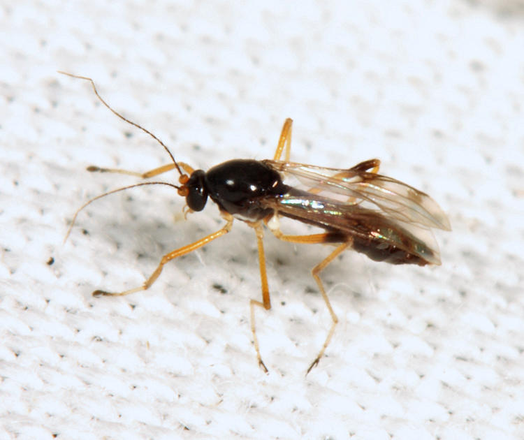 Clinohelea bimaculata