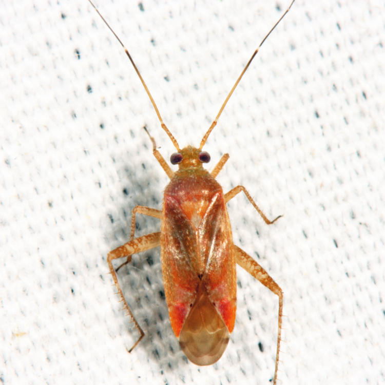 Phytocoris diversus