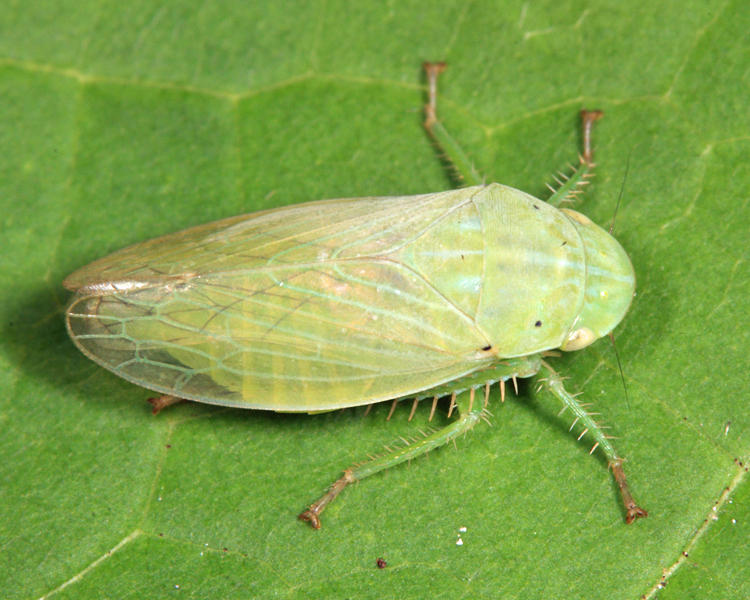 Gypona melanota (female)