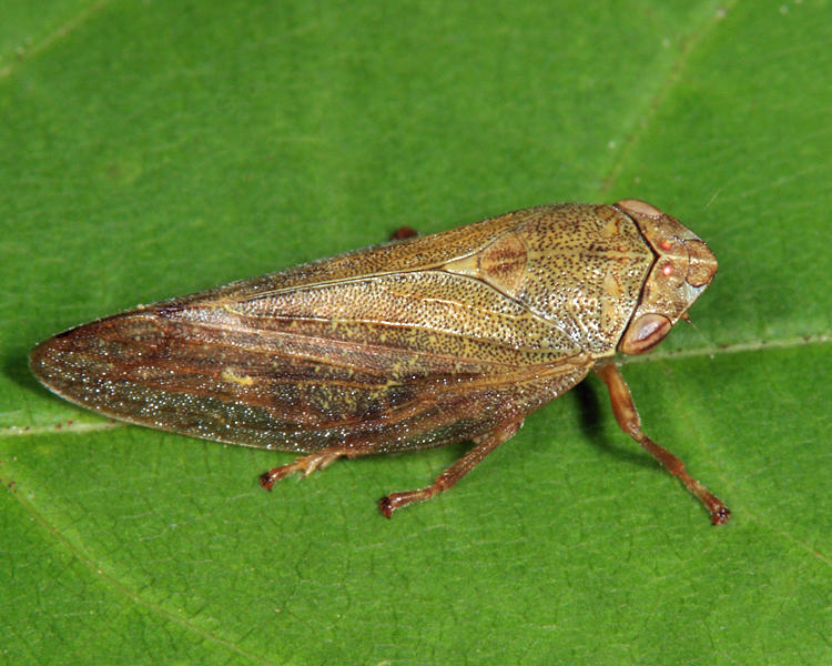 Aphrophora salicina