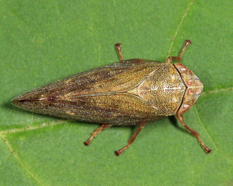 Aphrophora salicina