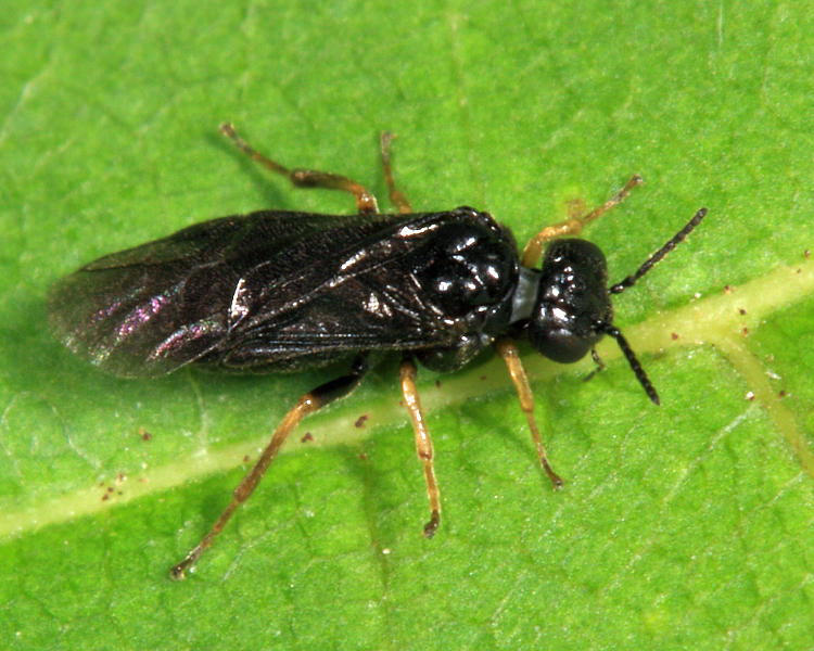 Birch Leafminer - Fenusa pumila photo - Tom Murray photos at pbase.com