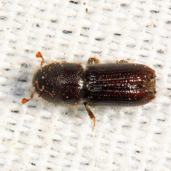 Orthotomicus caelatus