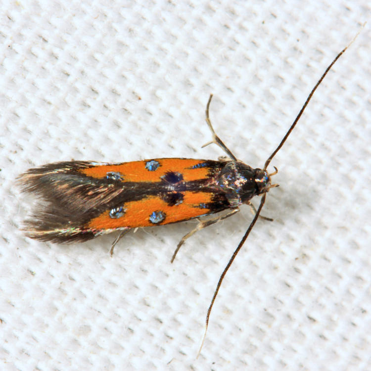 1463 - Linnaeuss Spangle-wing - Chrysoclista linneella