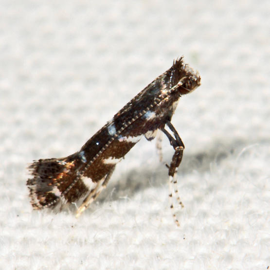 0680 - Parornix preciosella