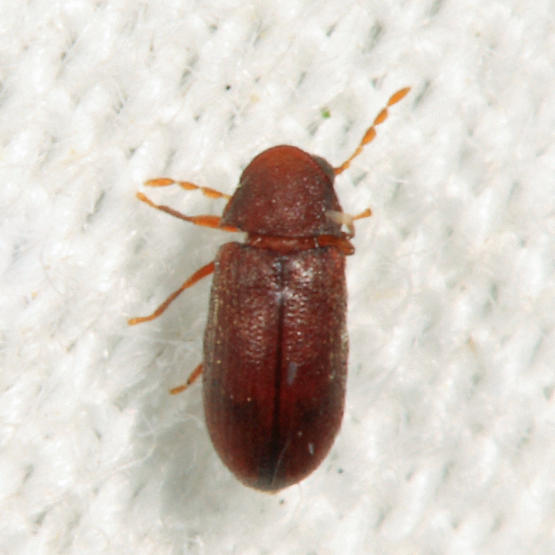 Petalium debile