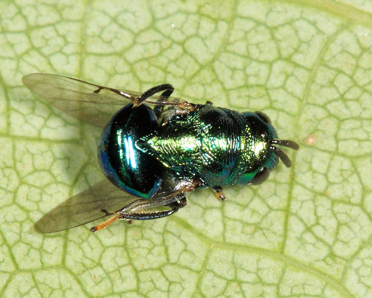 Euperilampus triangularis