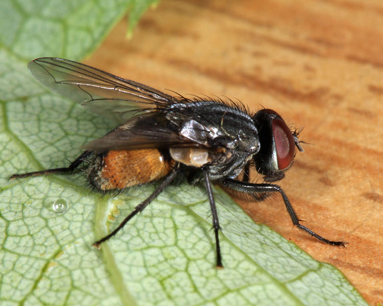 Face Fly - Musca autumnalis