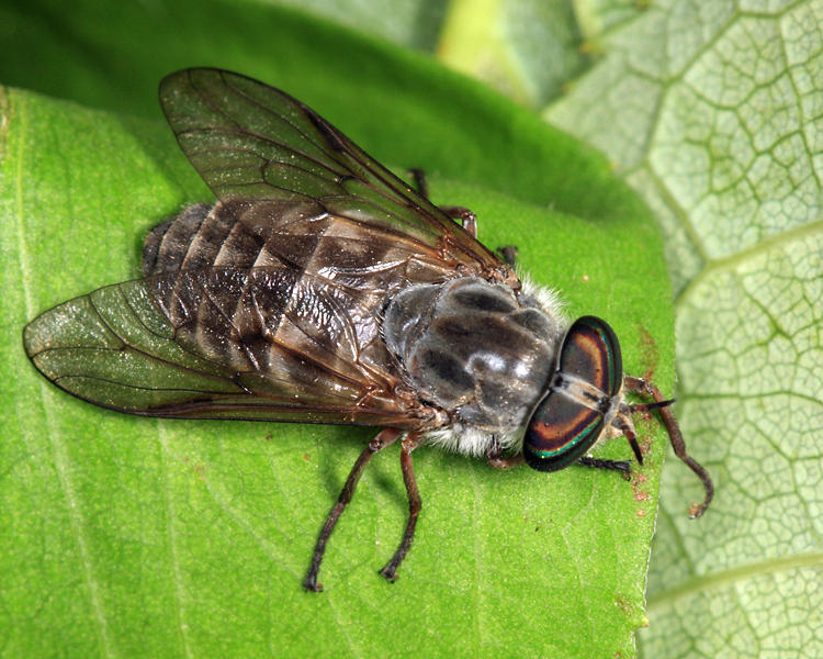 Hybomitra microcephala 
