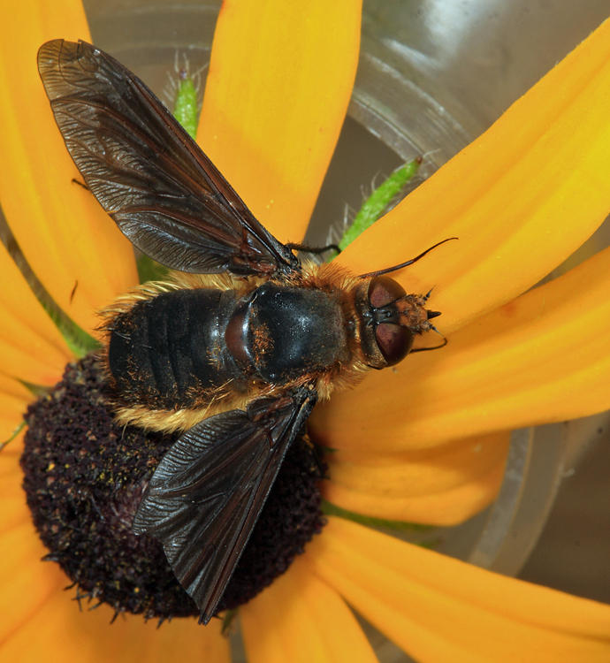 Poecilanthrax tegminipennis