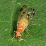 Homoneura sp.