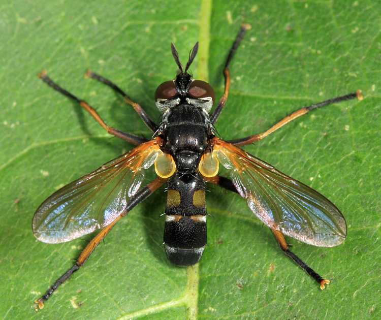 Hemyda aurata