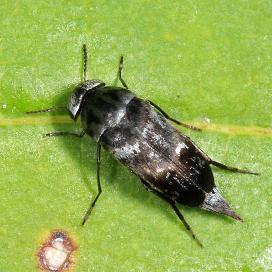Mordella marginata