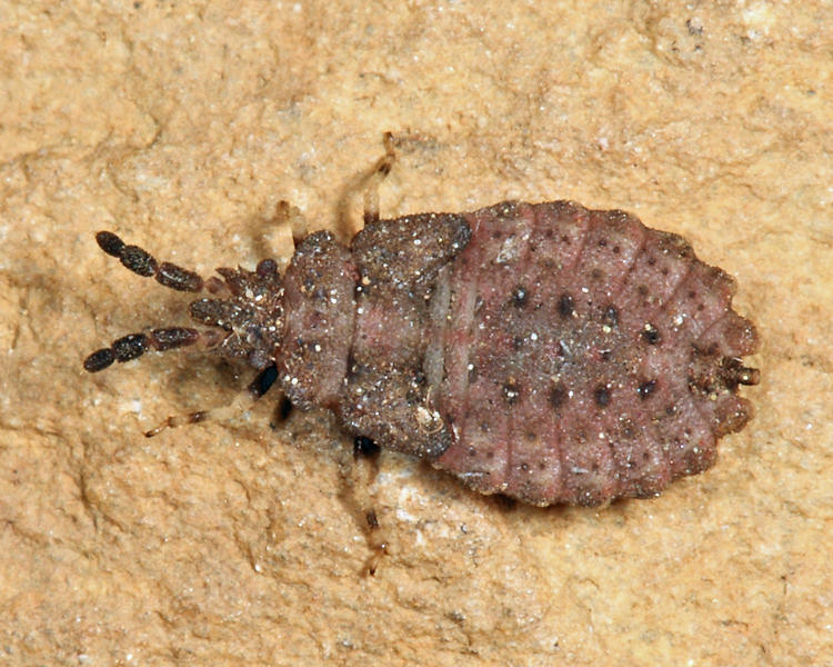 Aradus sp. nymph