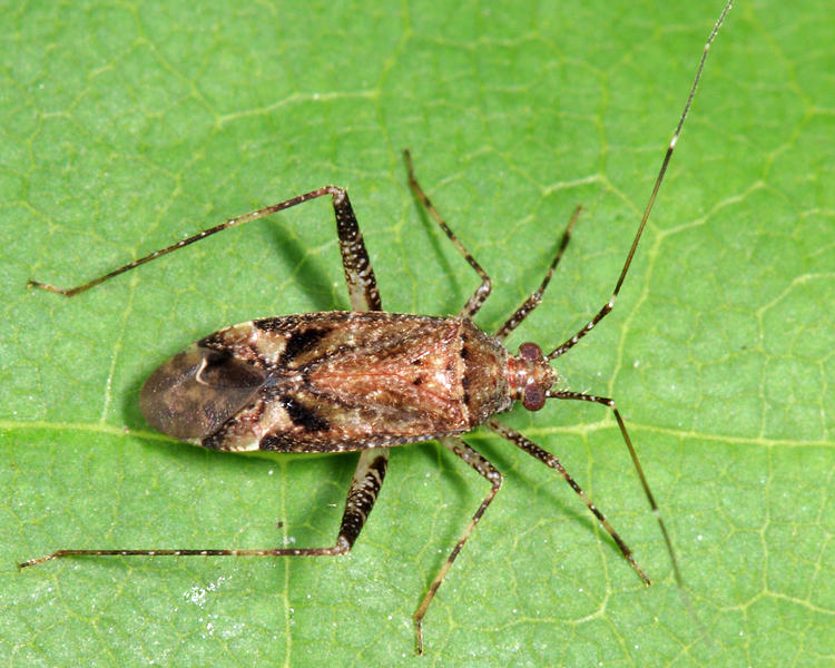 Phytocoris erectus