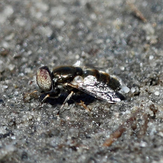 Eristalinus aeneus