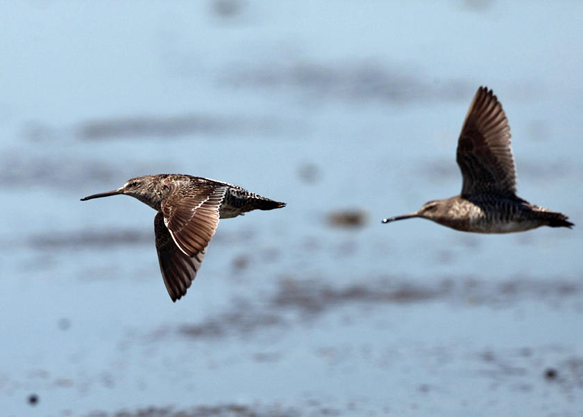 Short-billed Dowitcher - Limnodromus griseus