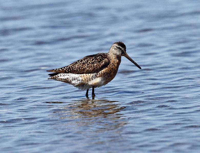 Short-billed Dowitcher - Limnodromus griseus