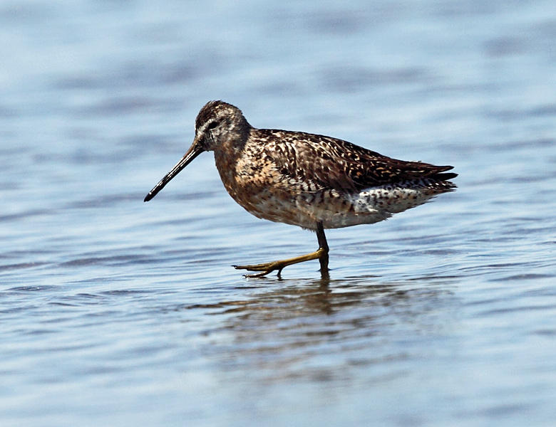 Short-billed Dowitcher - Limnodromus griseus