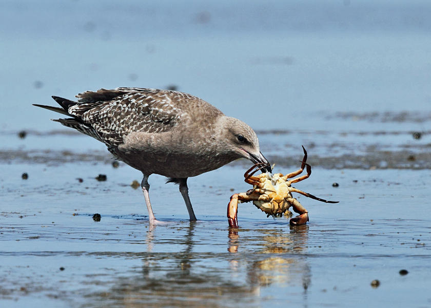 Great Black-backed Gull - Larus marinus (eating a crab)