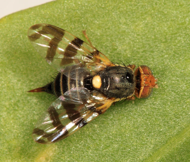 Eastern Cherry Fruit Fly - Rhagoletis cingulata