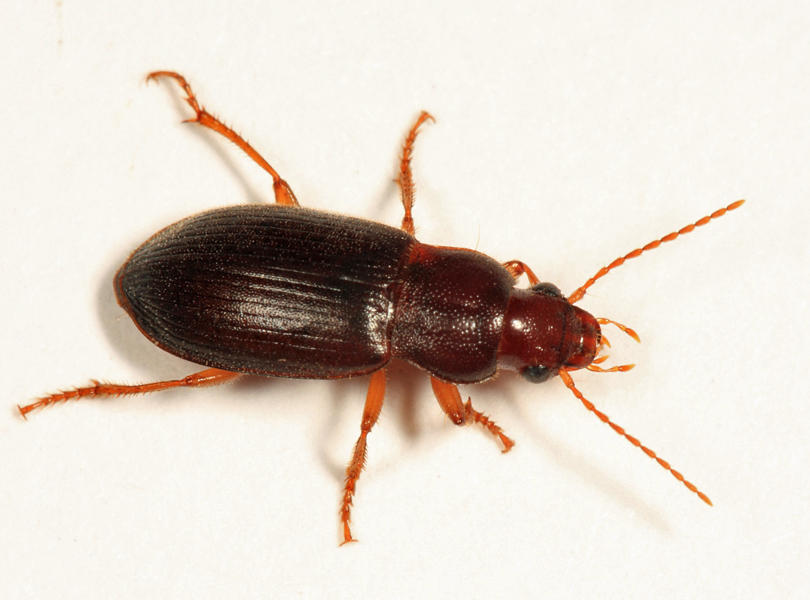 Ophonus puncticeps