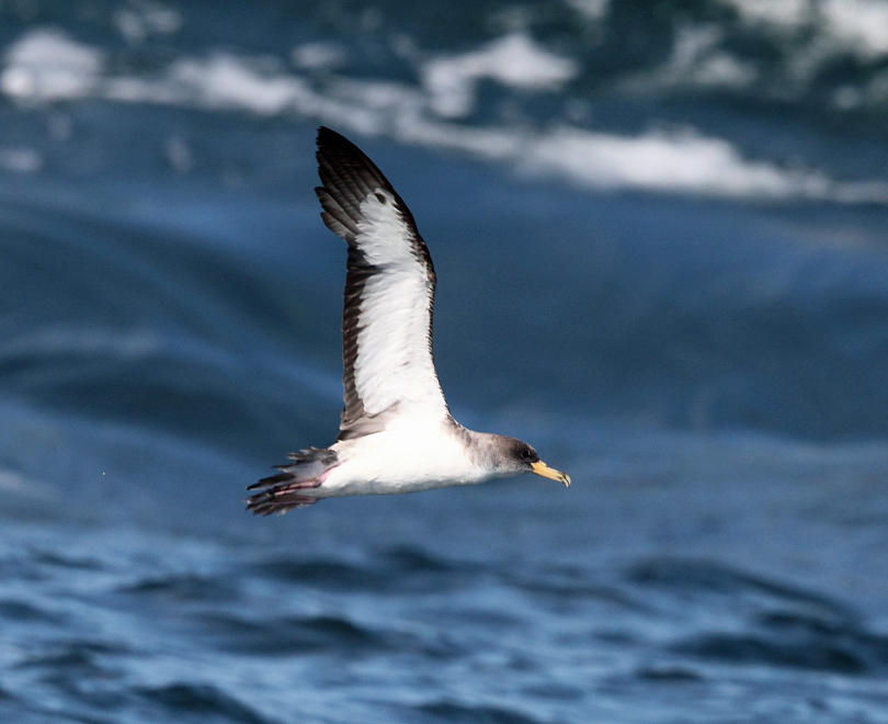 Corys Shearwater - Calonectris diomedea