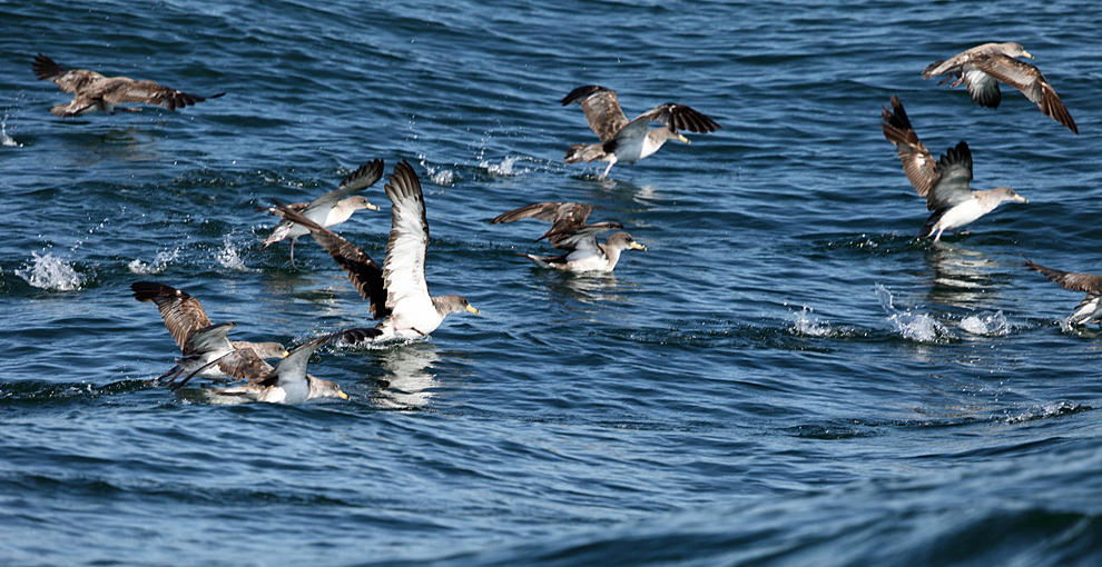 Corys Shearwater - Calonectris diomedea