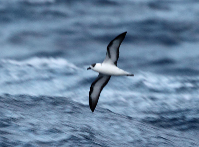 Black-capped Petrel - Pterodroma hasitata