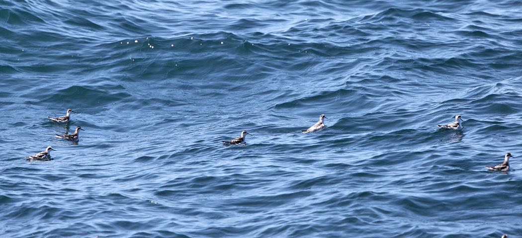 Red Phalaropes - Phalaropus fulicarius (with Red-necked Phalaropes)