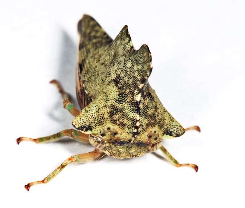 Heliria cristata