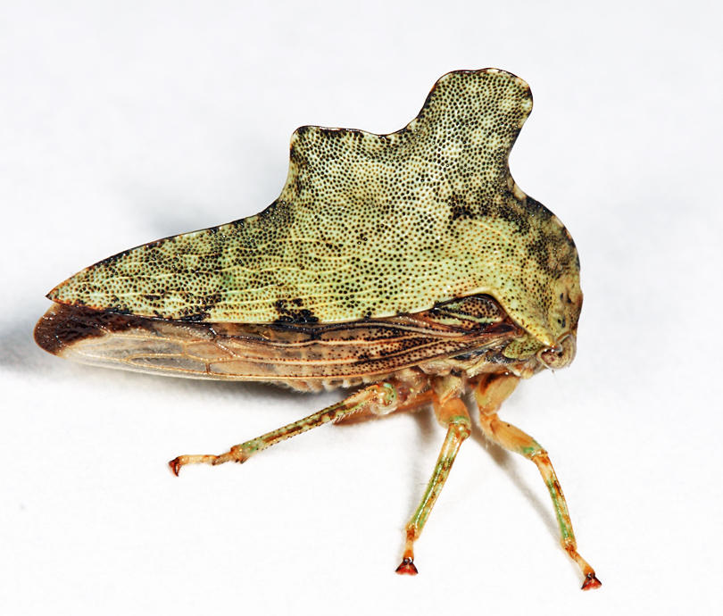 Heliria cristata