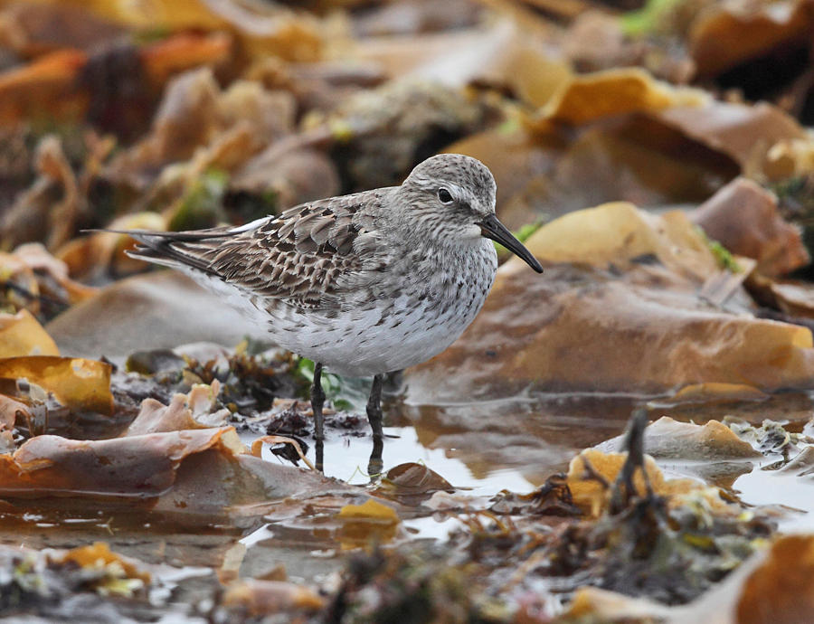 White-rumped Sandpiper - Calidris fuscicollis