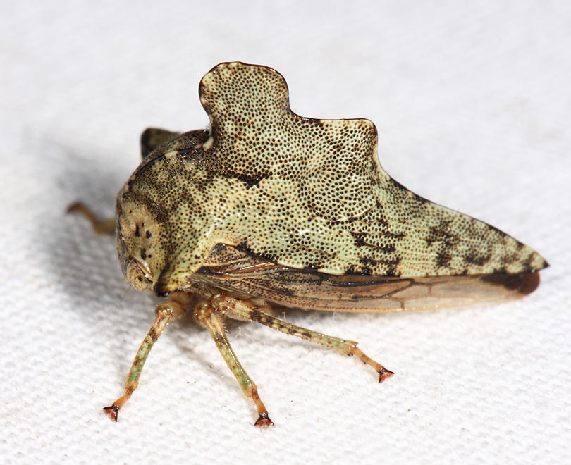 Heliria cristata