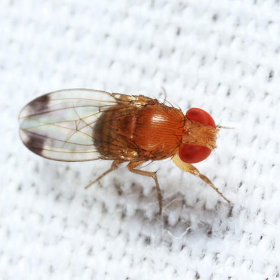 Spotted-winged Drosophila - Drosophila suzukii