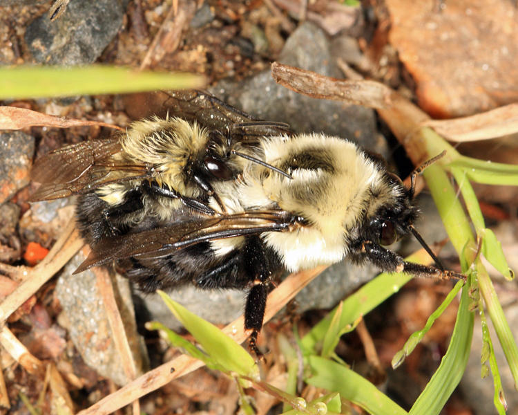 Common Eastern Bumble Bee - Bombus impatiens