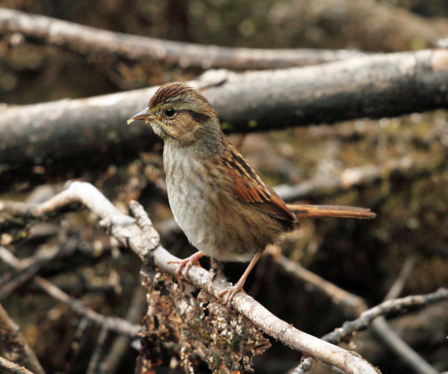 Swamp Sparrow - Melospiza georgiana