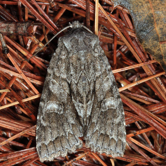  9980  Acadian Sallow  Xylotype arcadia
