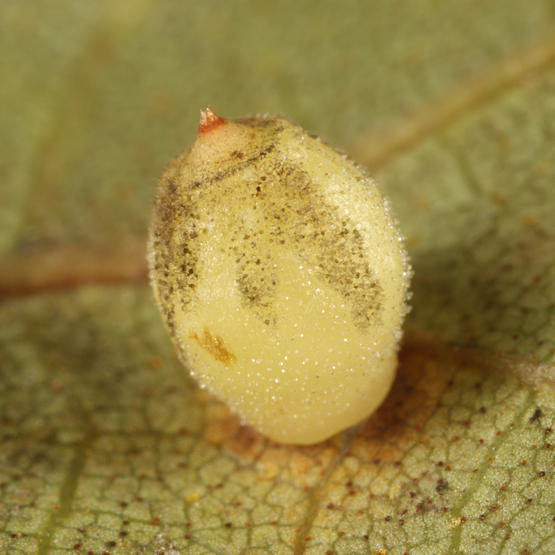 Hickory Sticky Ginger Jar Gall Midge - Caryomyia viscidolium