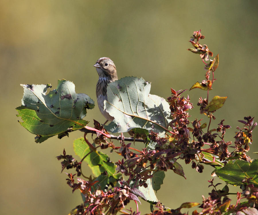 Lincolns Sparrow - Melospiza lincolnii