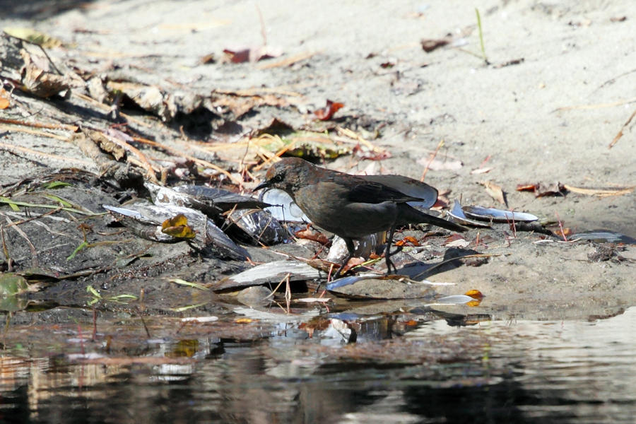 Rusty Blackbird - Euphagus carolinus