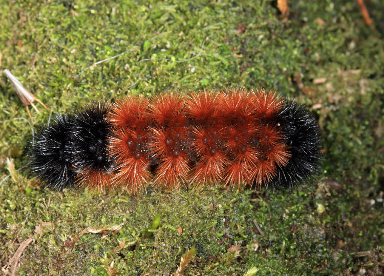 8129 - Wooly bear - Pyrrharctia isabella