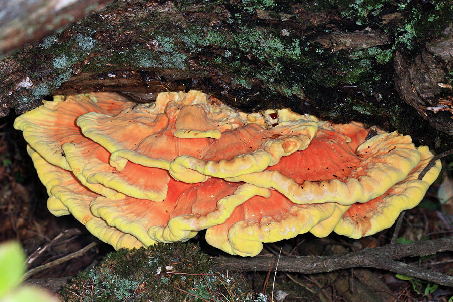 Laetiporus sulfureus (Chicken of the Woods)