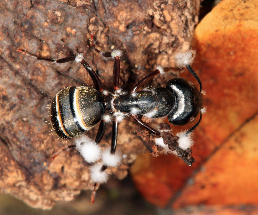 Beauveria sp? (on a parasitized ant)