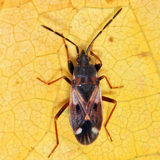 Eremocoris borealis