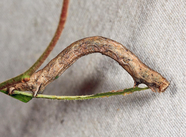 6832.9 - Metarranthis sp.